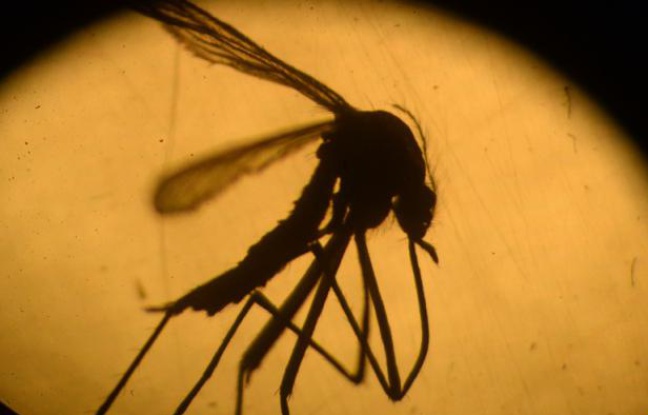 648x415_un_moustique_aedes_aegypti_photographie_dans_un_laboratoire_de_l_universite_du_salvador_a_san_salvador_le_3_fevrier_2016.jpg
